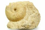 Jurassic Ammonite (Chondroceras) Fossil - Évrecy, France #367822-1